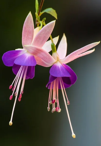 Fuchsia kukat lähikuva — kuvapankkivalokuva