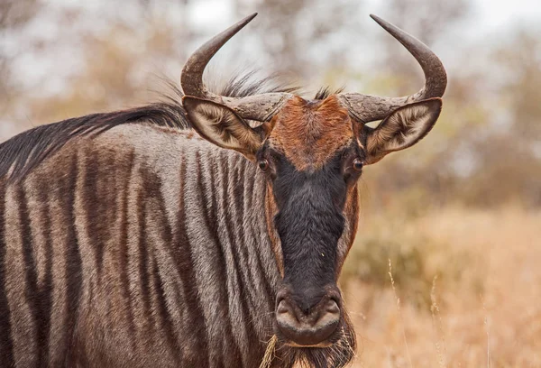 GNU (Connochaetes taurinus) — Zdjęcie stockowe