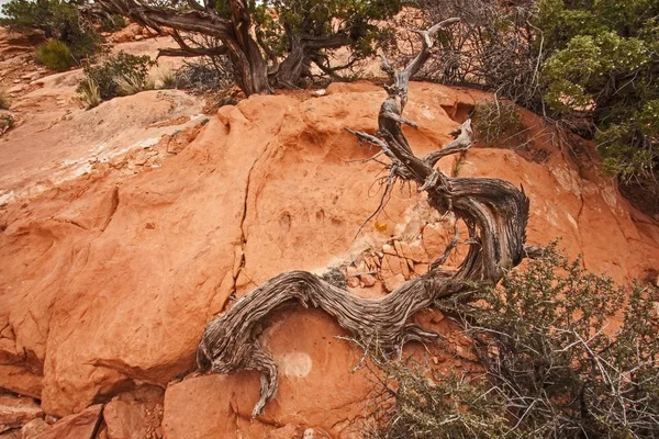 Canyonlands árvore morta — Fotografia de Stock