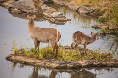 Waterbuck (Kobus ellipsiprymnus)