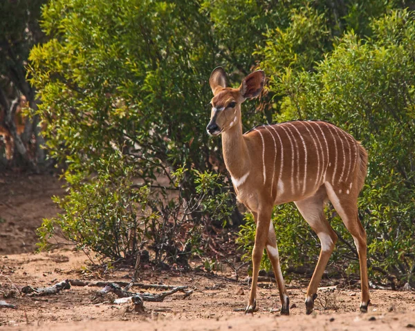 Nyala (Trelaphus angasii) — Stockfoto