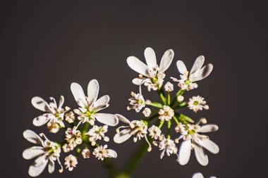 Beyaz kişniş çiçek ona siyah arka plan 1