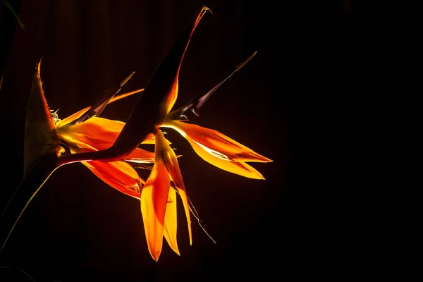 Strelitzia Reginae Flower Back Lit Dark Background — Stock Photo, Image