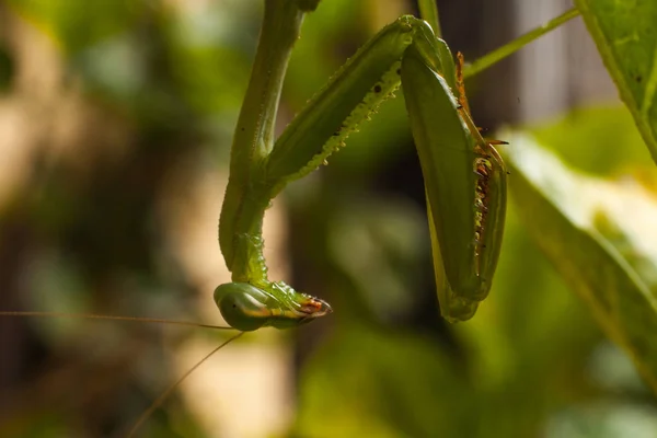 Macro Bild Grön Praying Mantis — Stockfoto