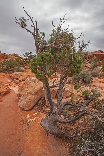 Uta Wacholder Nahe Turbulenzdom Canyonlands — Stockfoto