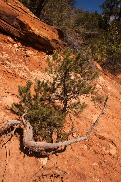 Limber Pine Emerald Pools — Stock Photo, Image