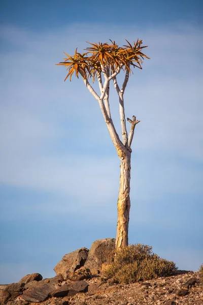 Drzewa Drgającej Aloidendron Pillansii — Zdjęcie stockowe