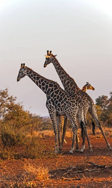 Csoport Zsiráfok Kruger Nemzeti Park — Stock Fotó