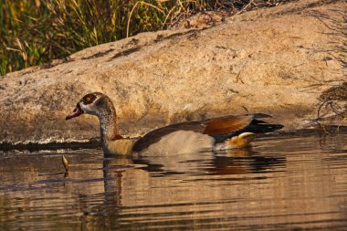 Mısır kaz (Alopochen aegyptiacca)