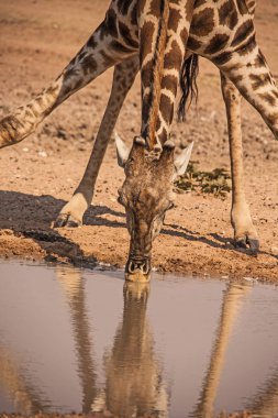 Çöl zürafa ziyarette200 2