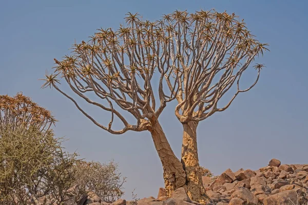 Aloidendron Dichotomum Дерево Колчанов Южной Намибии — стоковое фото