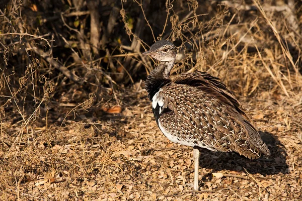 Mand Red Crested Korhaan Eupodotis Ruficrista - Stock-foto