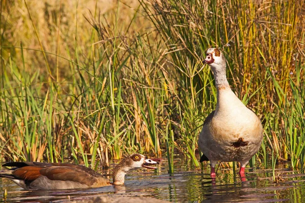 Pair Egyptian Goose Alopochen Aegyptiacca — Stock Photo, Image
