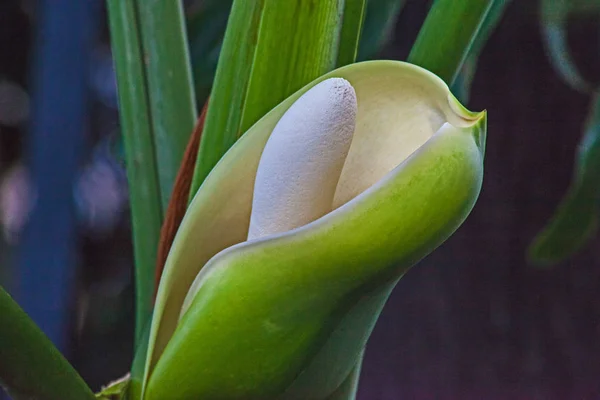 Flor Philodendron Selloum — Fotografia de Stock