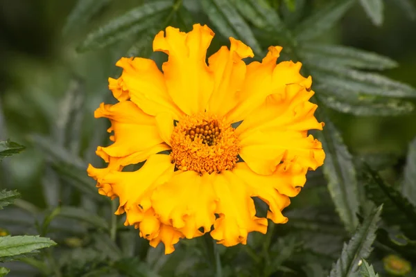 Die Leuchtend Gelbe Blüte Der Ringelblume Tagetes Erecta — Stockfoto