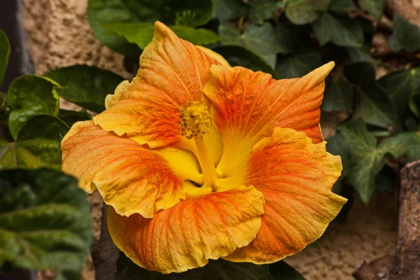ハイビスカスの花のマクロ画像(ハイビスカスrosa-sinensis)品種 — ストック写真