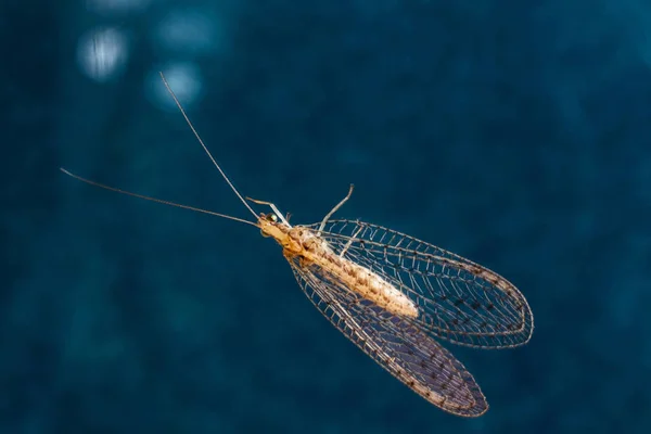 Lacewing — Stockfoto