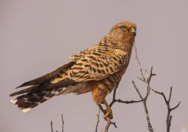 Büyük Kerkenez (Falco rupicoloides), Güney ve Orta Afrika 'nın kurak çayırlarında yaşar..