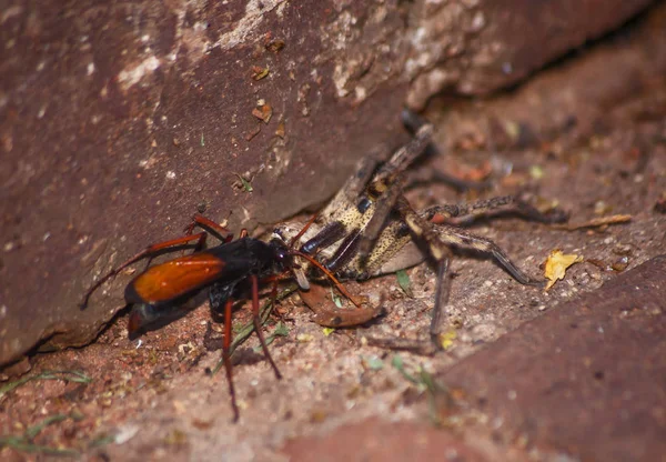 Adult Wasps Actually Eats Nectar Female Stings Paralyses Spider Drags — Stock Photo, Image