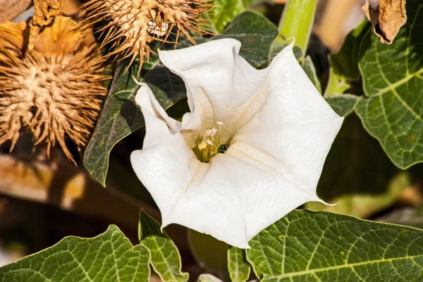 Datura Innoxia 남서부와 중앙아메리카에서 자생하지만 침습적 식물로 이것은 기쁨을 성질로 — 스톡 사진