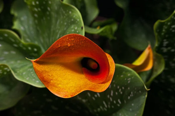 Arum Lily Zantedeschia Pentlandii 남아프리카 공화국에서 자생하지만 정원이나 장식용 식물로 — 스톡 사진