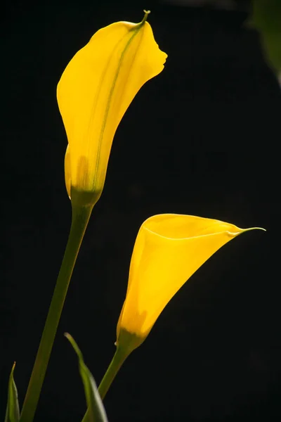 Arum Lily Zantedeschia Pentlandii Originates South Africa Naturalized Widely Garden — Stock Photo, Image