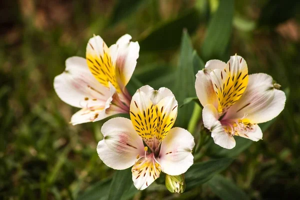 インカのユリ Lily Incas は南米原産ですが 広く普及した園芸植物となっています — ストック写真