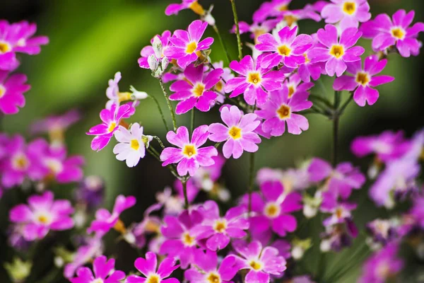 정원에 페어리 Primula Malacoides 매크로 마운드 로열티 프리 스톡 이미지