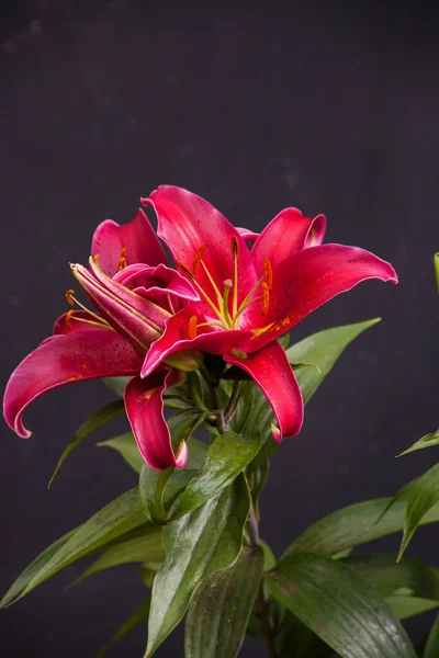 花の赤いオリエンタルユリのマクロ画像 — ストック写真