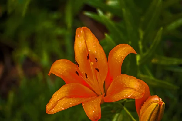 橙色东方百合花的宏观形象 — 图库照片