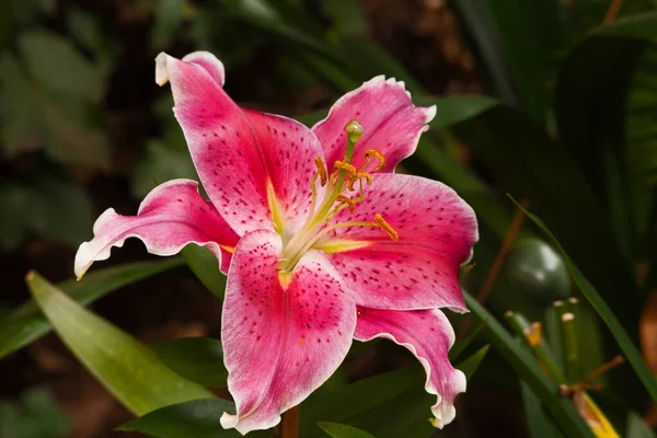 Macro Image Flower Pink Oriental Lily — Stock Photo, Image