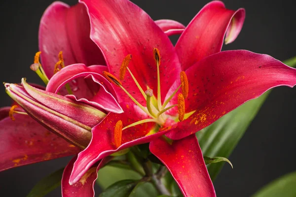 花の赤いオリエンタルユリのマクロ画像 — ストック写真