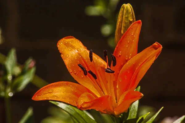 オレンジ オリエンタル リリーの花のマクロ画像 — ストック写真