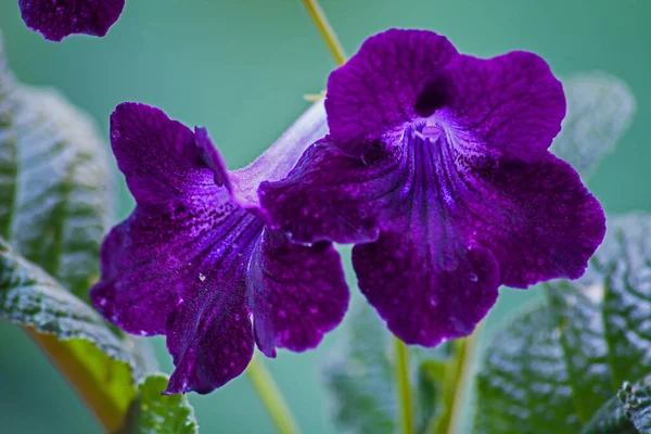 Flor Púrpura Del Cabo Violeta Streptocarpus — Foto de Stock