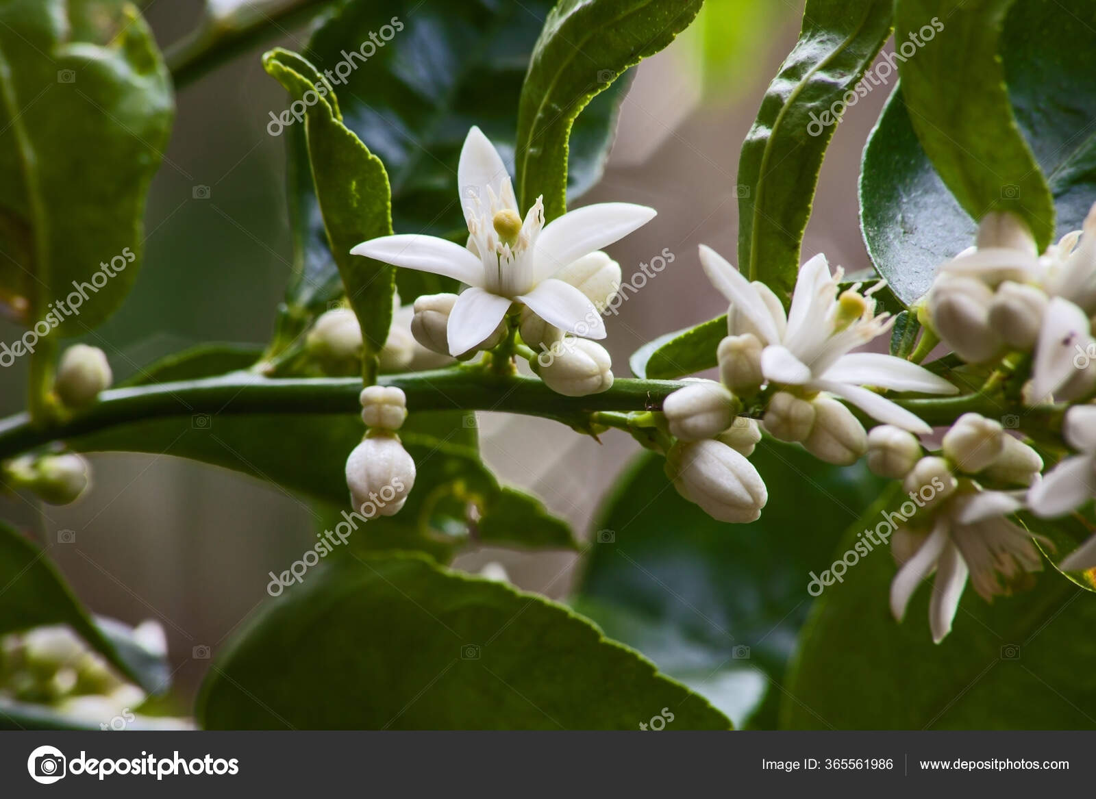 Flowers Olive Tree Olea Europea Promises Good Harvest Stock Photo By C Kobuspeche 365561986