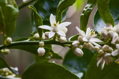 Zeytin ağacı çiçekleri (Olea europea) iyi bir hasat vaat ediyor.