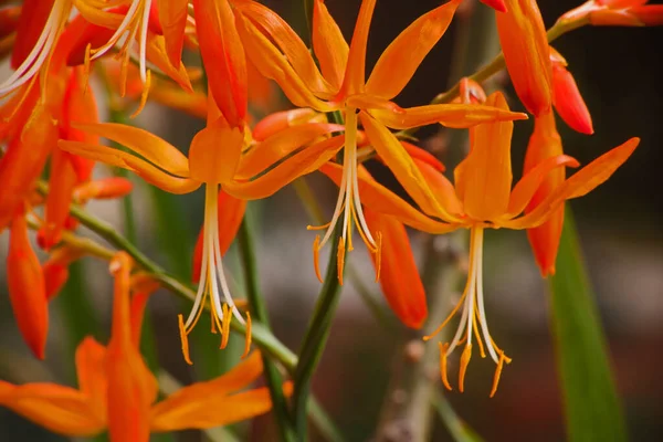 クロソミア アウレアは 花茎の端に多数の明るいオレンジ色の花を咲かせる非常に魅力的な庭の植物です 背の高い茎は切花として花瓶に適しています — ストック写真