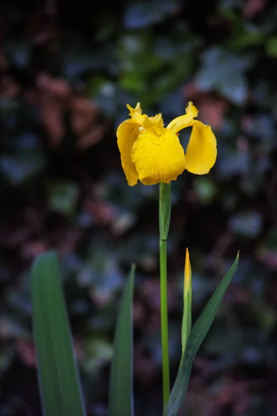 Die Gelbe Flagge Iris Iris Pseudacorus Ist Eine Leicht Wachsende — Stockfoto