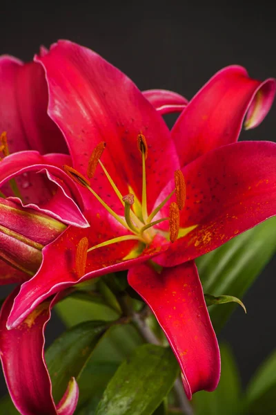 Macro Imagen Lirio Oriental Rojo Flor — Foto de Stock