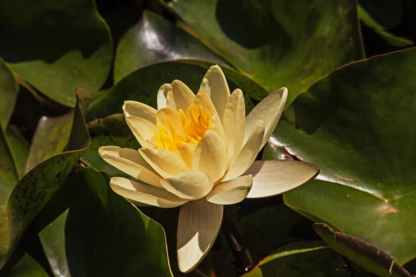 Makroaufnahme Einer Gelben Seerose Nymphaea Caerulea Einem Teich — Stockfoto