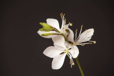 Siyah bir arkaplanda Lindheimers Beeblossom (Gaura Lindheimeri) çiçeklerinin makro resmi.