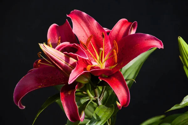 Macro Image Red Oriental Lily Flower — Stock Photo, Image