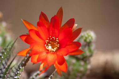 Echinopsis, küresel ve parmak benzeri dikenli kaktüslerden oluşan çok büyük bir cinstir..
