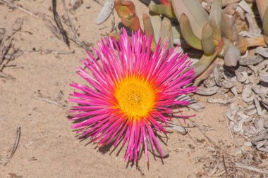 Dev Mat Vygie 'nin (Jordaaniella spongiosa) tek bir büyük parlak çiçeği Güney Afrika' daki Namaqualand bölgesinin ilkbahar çiçek gösteriminin bir kısmını oluşturur..