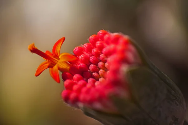 First Flower Opening Inflorescence Senecio Fulgens — Stock Photo, Image