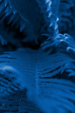 Klasik Blue Pantone 2020. Üstten, önden. Kapat. arkaplan resmi