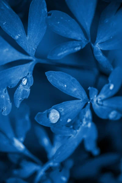 Dew drops on the leaves, close-up . Classic blue Pantone color the year 2020. background — Stock Photo, Image