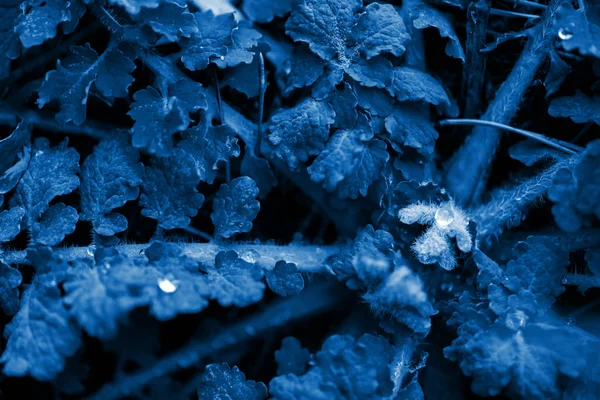 Klasický modrý Pantone 2020. textura travních listů s kapkami rosy uprostřed. pozadí — Stock fotografie