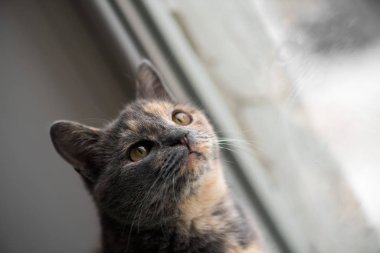 Kedi pencerede oturur, pencereden dışarı bakar. yakın çekim, metin için boşluk