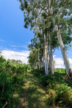 eucalyptus trees in nature. tall trees against a blue sky. tropical plant
